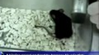 Scientists Accidentally Create Mouse That Sings